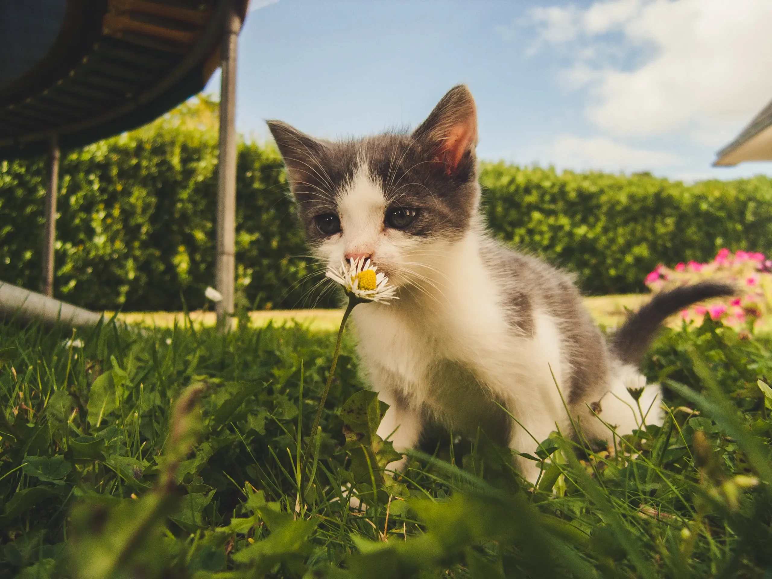 Könnte Ihre Katze an Hüftdysplasie leiden