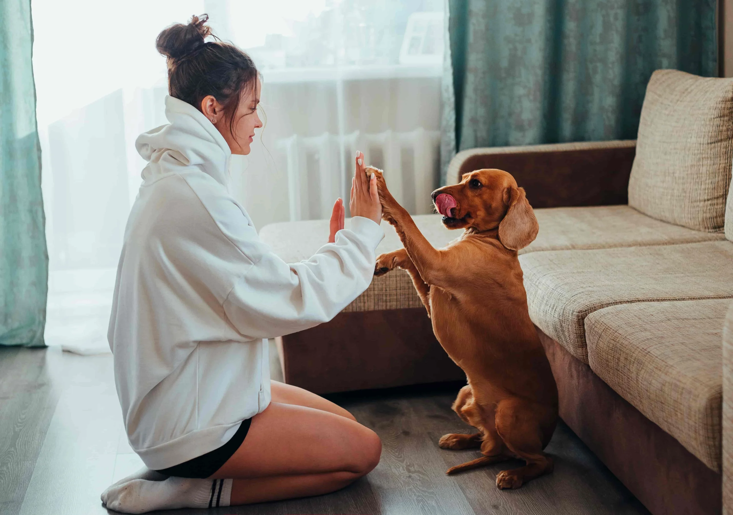 Indoor-Spiele für Hunde