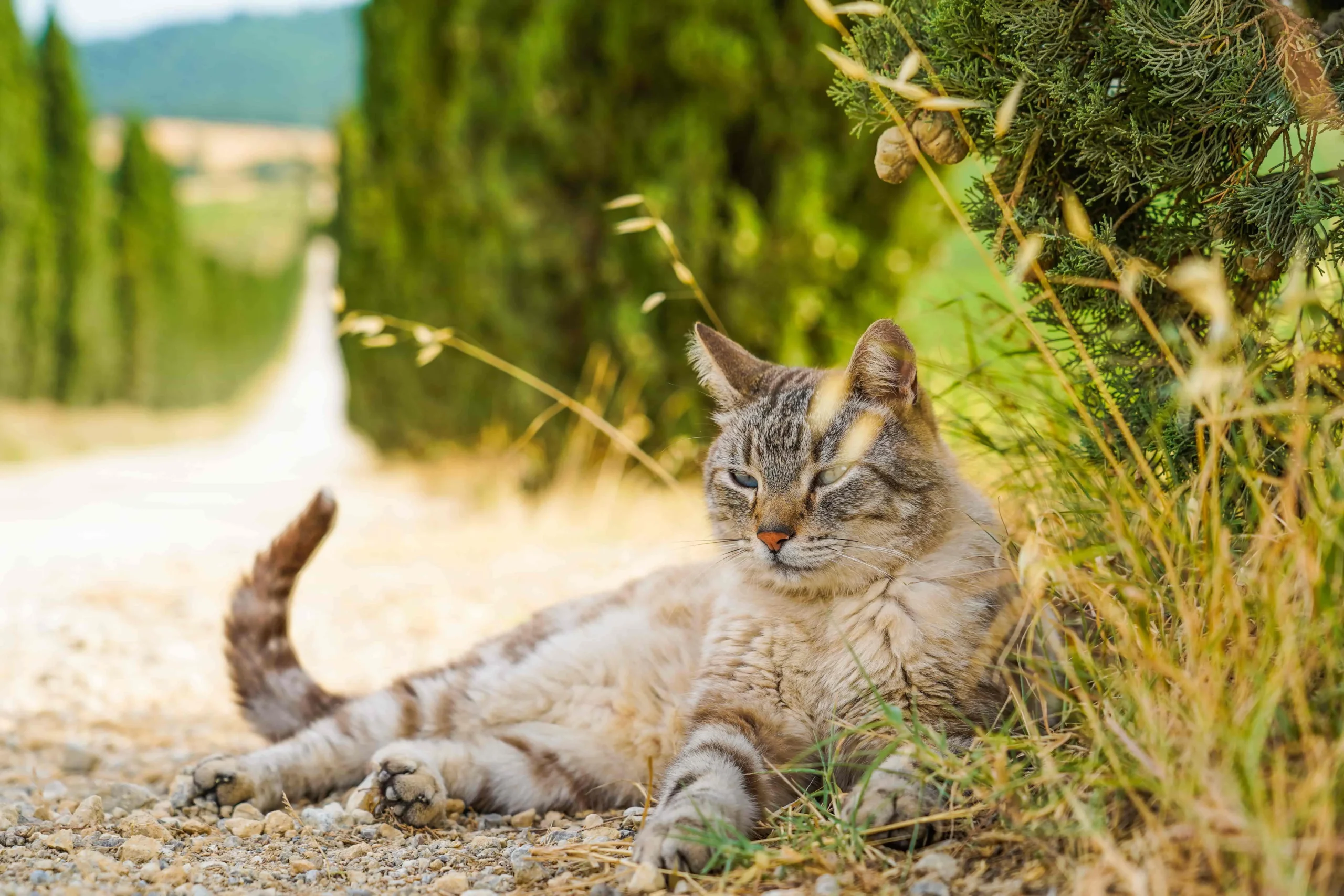 Wie man einen Katzenschlangenbiss behandelt