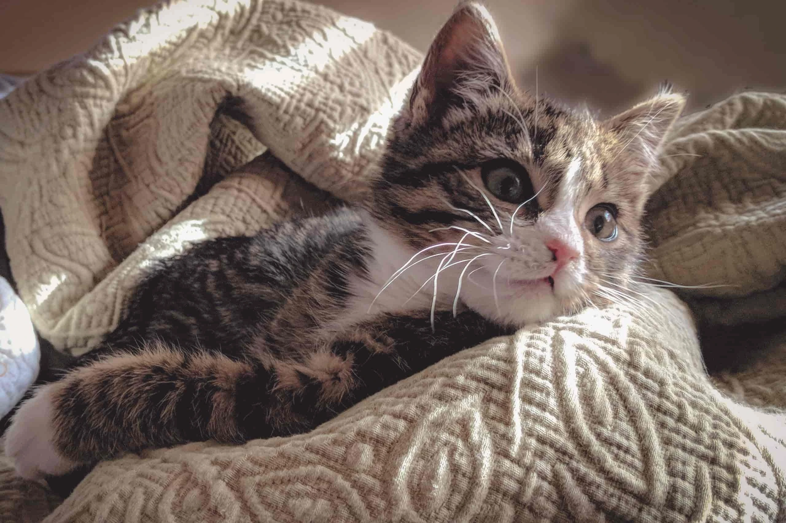 Warum frisst meine Katze meine Haare