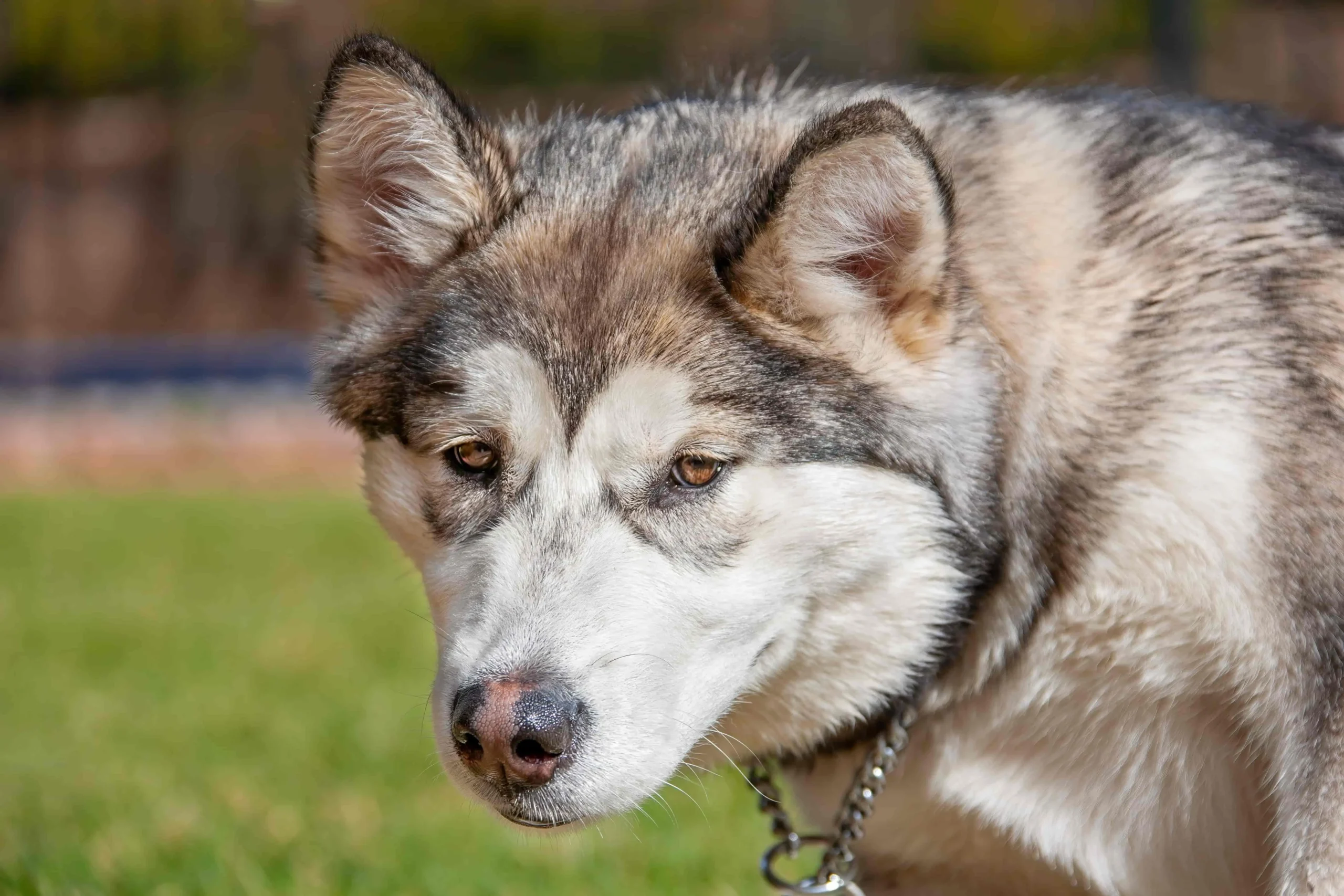 Wie man Lymphome bei Hunden erkennt und behandelt