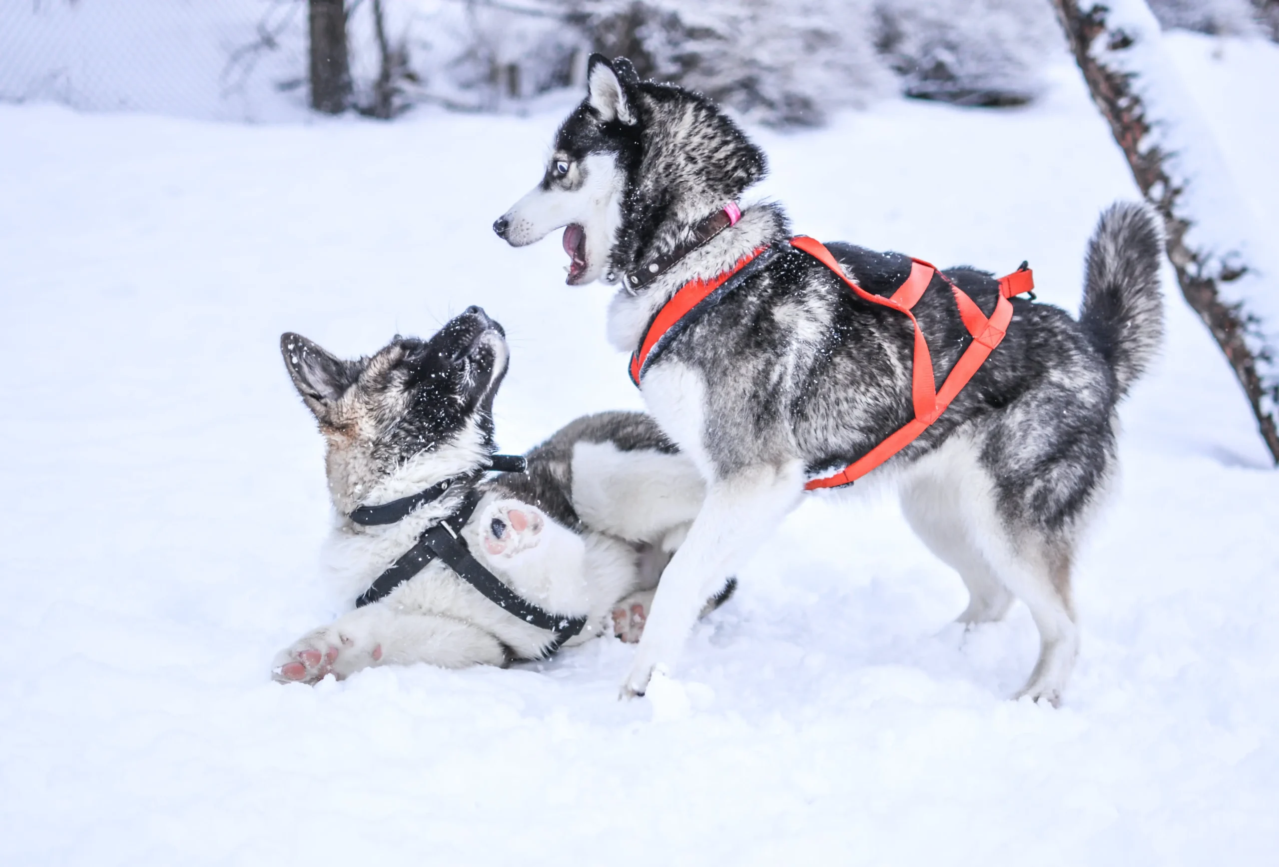 Haustiere im extremen Winter zu schützen