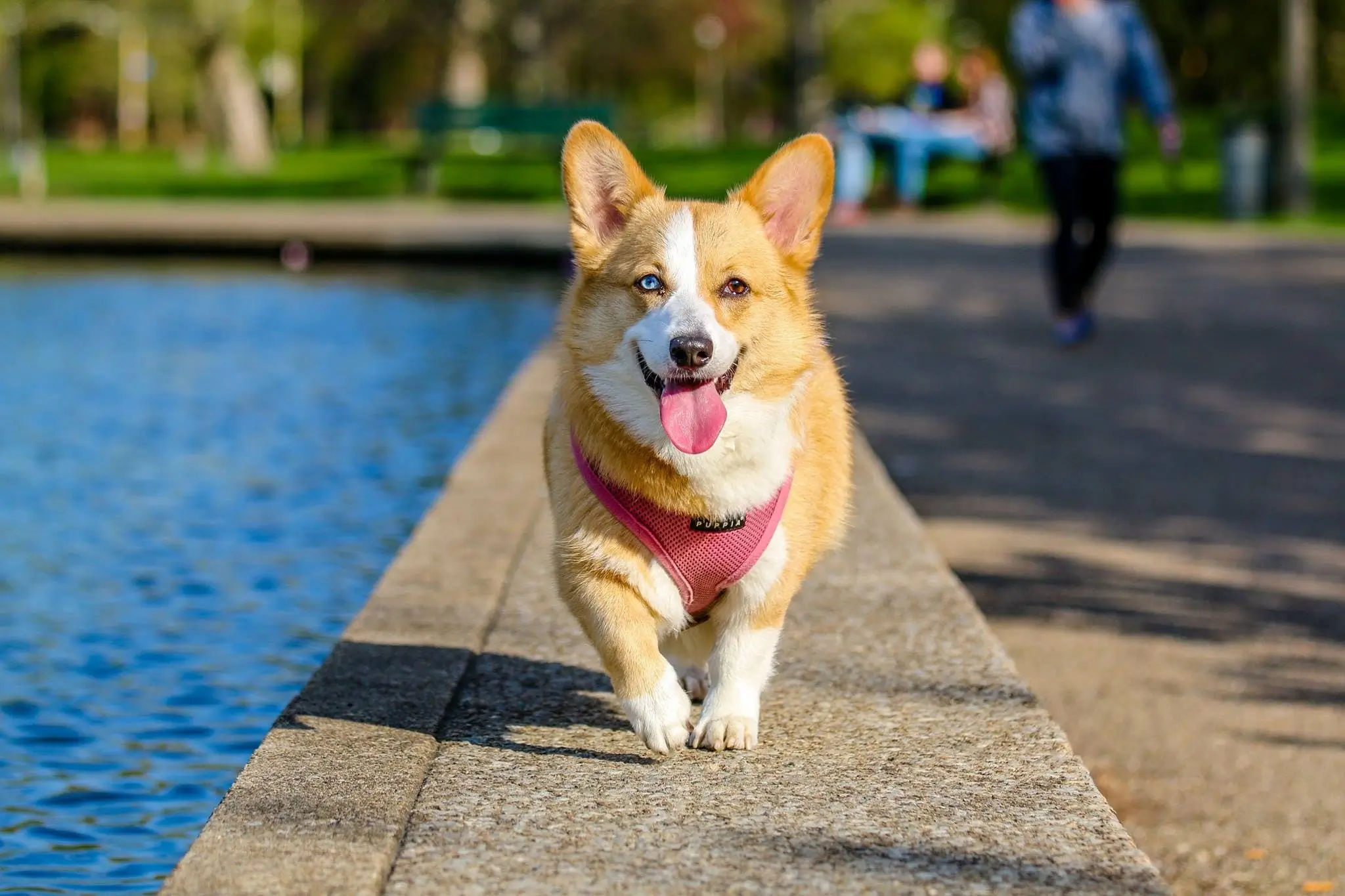 Tipps für erstmalige Hundebesitzer