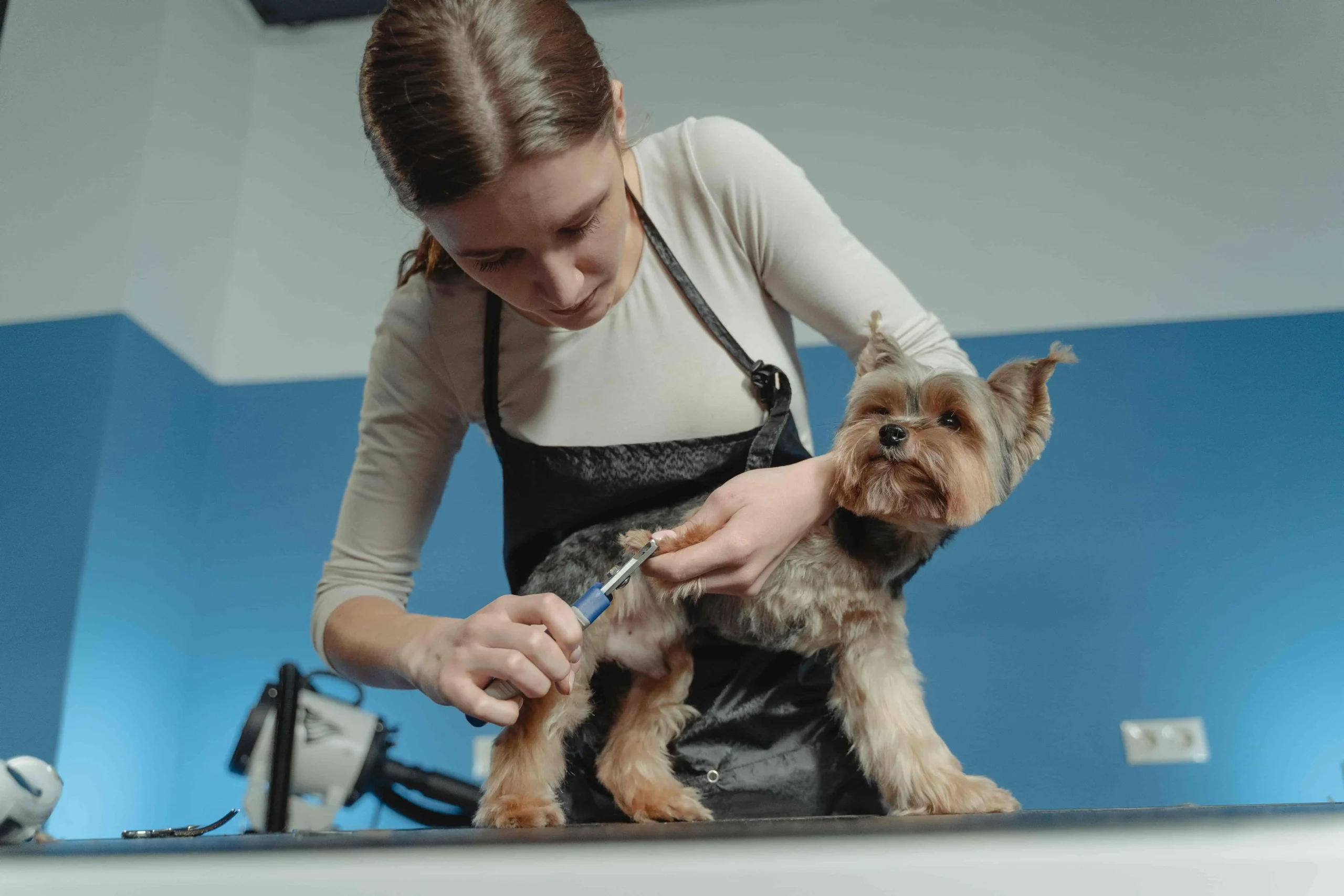 Wie man den Nagel eines Hundes vom Bluten abhält