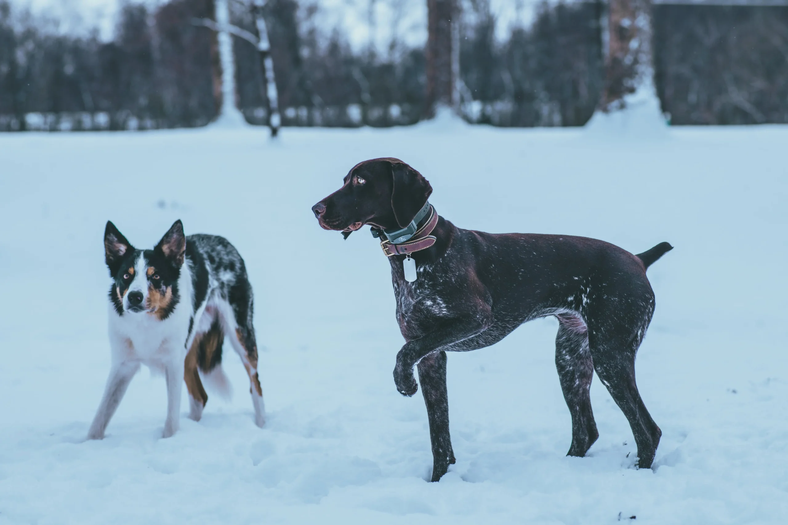 Gefährliche Anzeichen von Unterkühlung bei Hunden