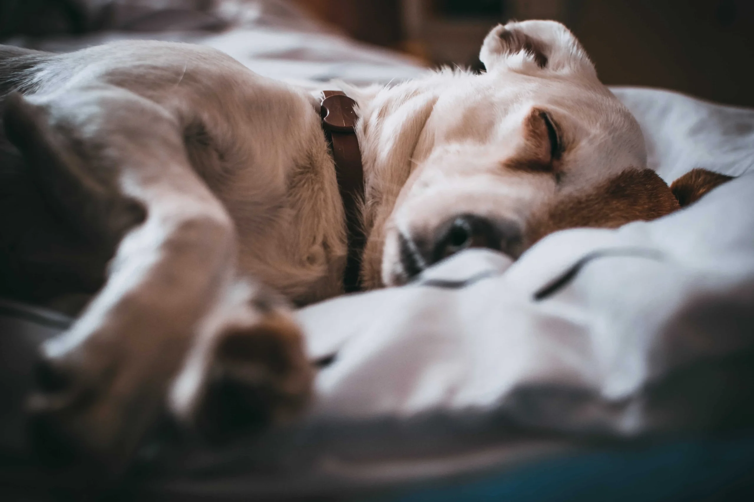 So reinigen Sie ein Hundebett